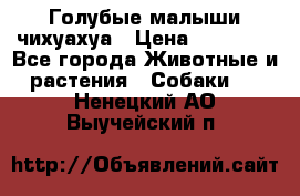 Голубые малыши чихуахуа › Цена ­ 25 000 - Все города Животные и растения » Собаки   . Ненецкий АО,Выучейский п.